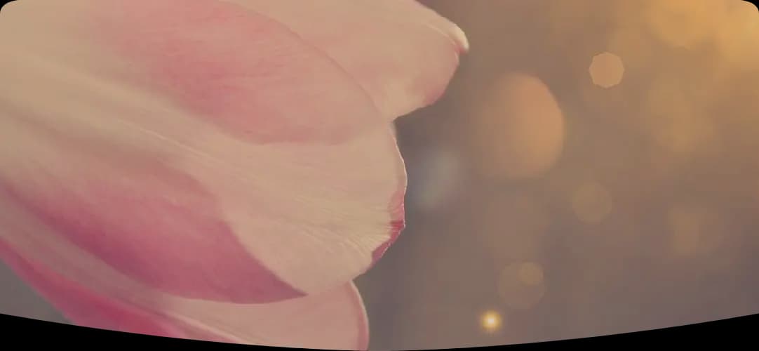 Photo de couverture de STELLA DEVALLON