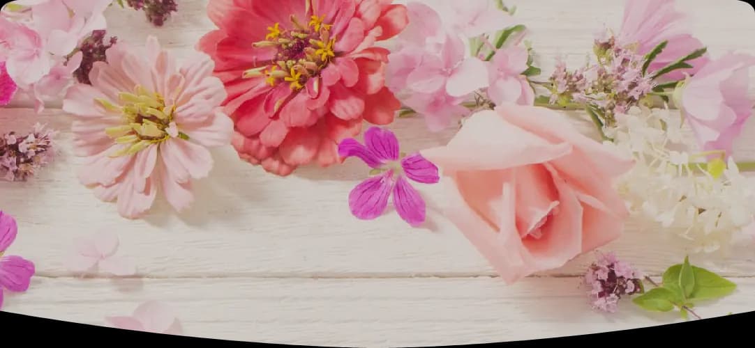 Photo de couverture de Lily MOREL